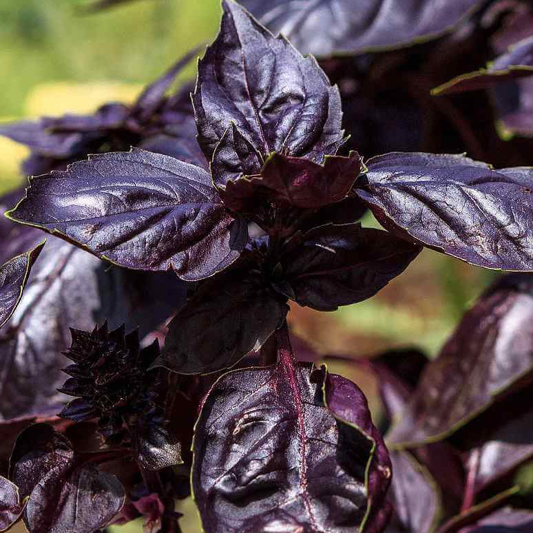 Basil Seeds – Purple