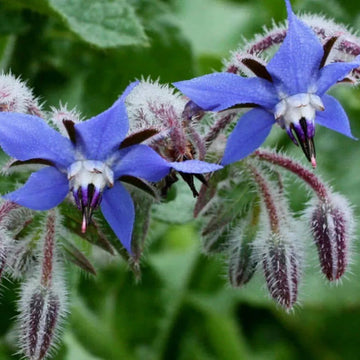 Basil Seeds – Blue Spice
