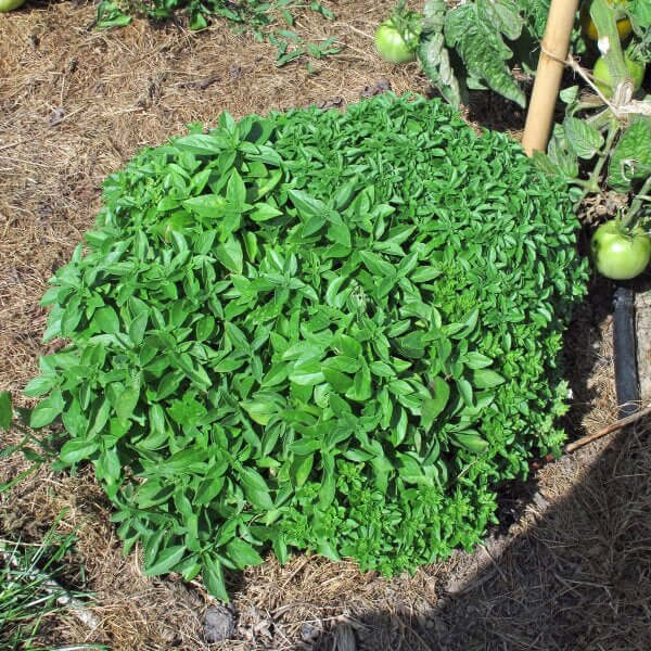 Basil Seeds – Bush Ocimum Basilicum