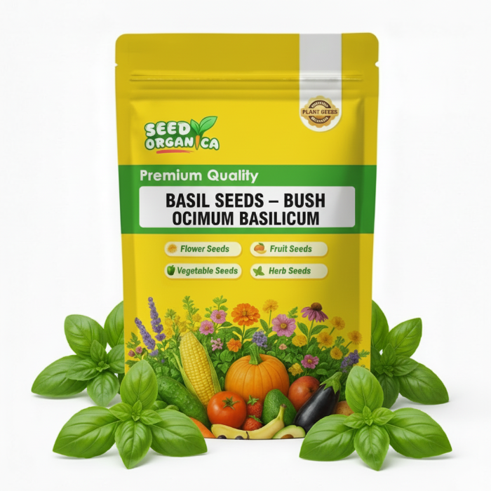 Basil Seeds – Bush Ocimum Basilicum