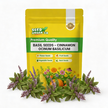 Basil Seeds – Cinnamon Ocimum Basilicum