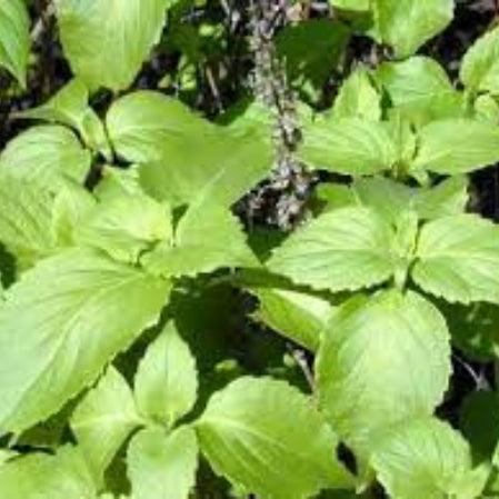 Basil Seeds – Clove