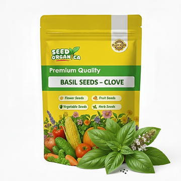 Basil Seeds – Clove