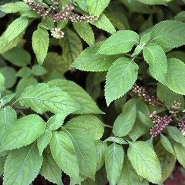Basil Seeds – Clove Ocimum Gratissimum