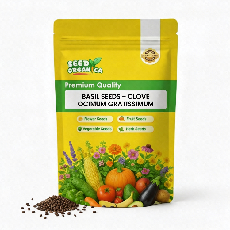 Basil Seeds – Clove Ocimum Gratissimum
