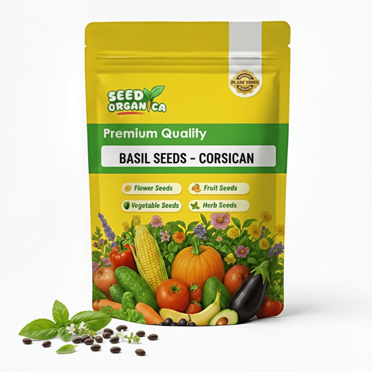 Basil Seeds – Corsican