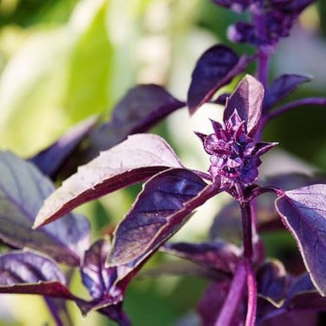 Basil Seeds – Dark Opal
