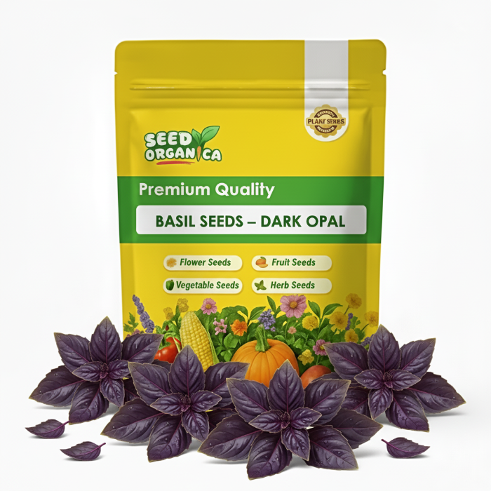 Basil Seeds – Dark Opal