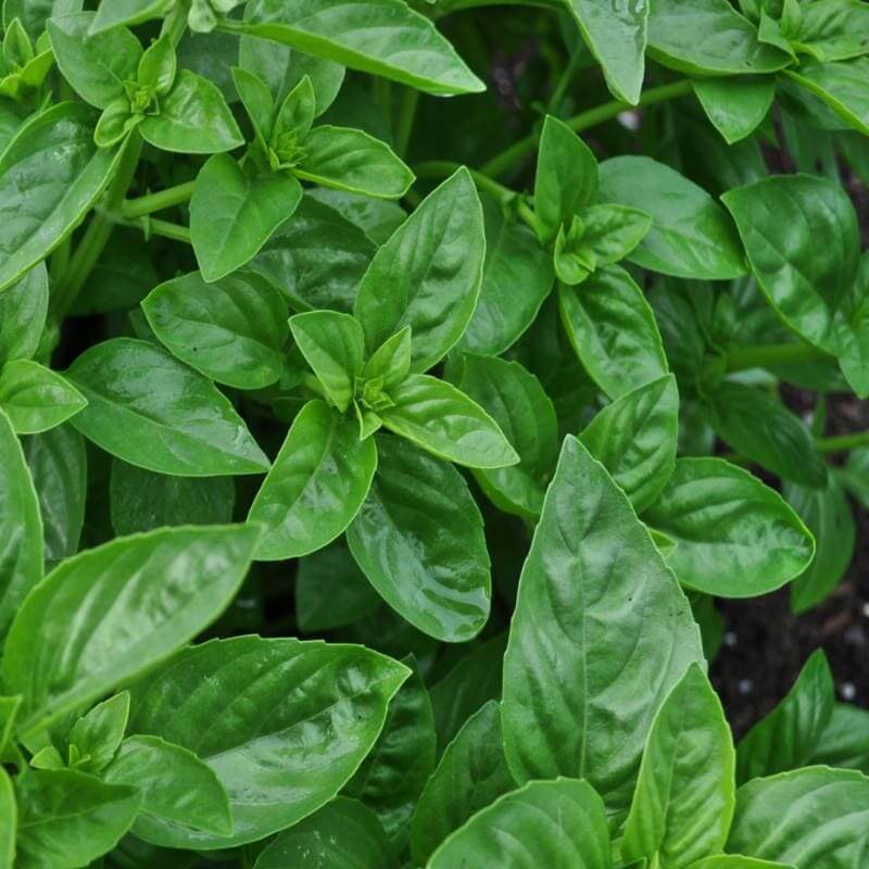 Basil Seeds – Dolce Fresca Ocimum Basilicum