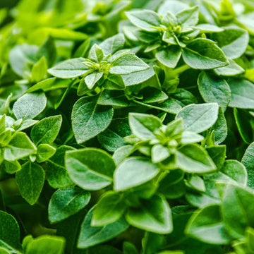 Basil Seeds – Dwarf Greek
