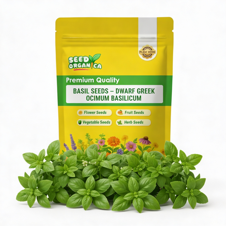 Basil Seeds – Dwarf Greek Ocimum Basilicum