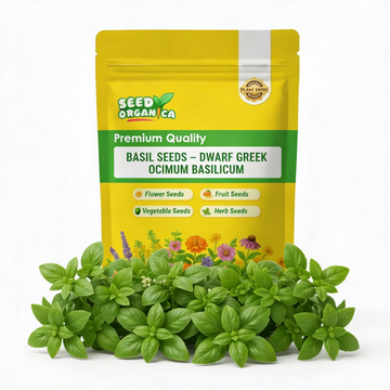 Basil Seeds – Dwarf Greek Ocimum Basilicum