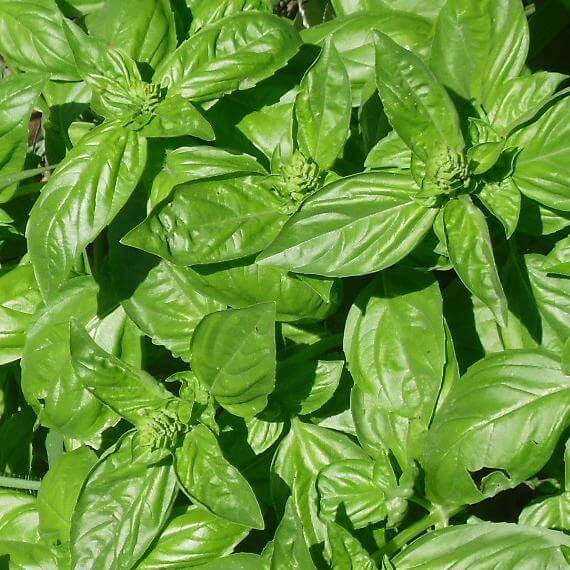 Basil Seeds – Genovese Ocimum Basilicum