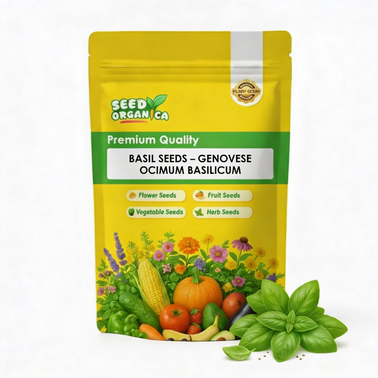 Basil Seeds – Genovese Ocimum Basilicum