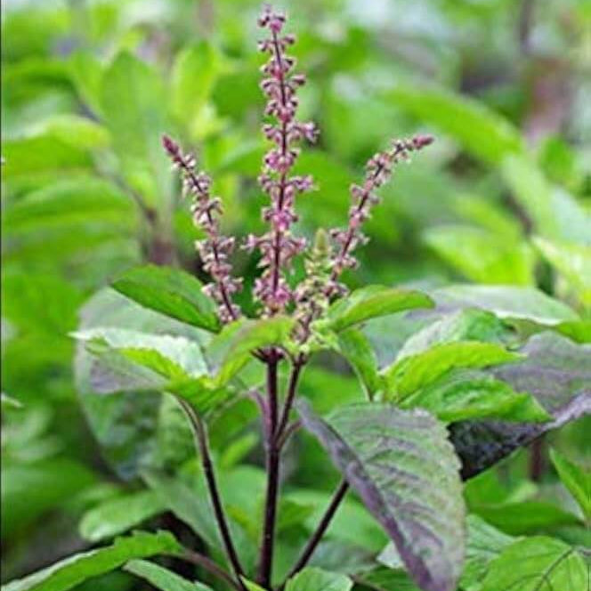 Basil Seeds – Holy Basil HR360 Ocimum Sanctum