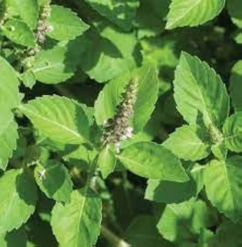 Basil Seeds – Holy Basil Ocimum Tenuiflorum