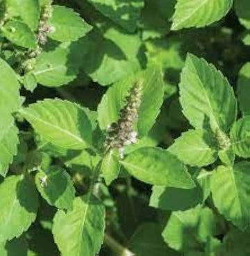 Basil Seeds – Holy Basil Ocimum Tenuiflorum
