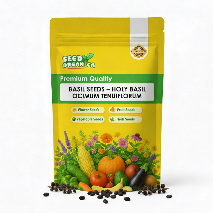 Basil Seeds – Holy Basil Ocimum Tenuiflorum