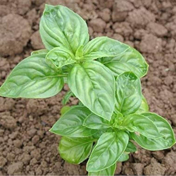 Basil Seeds – Italian Classic Ocimum Basilicum
