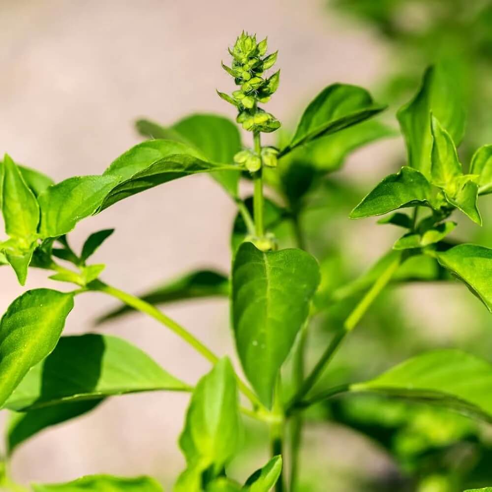 Basil Seeds – Lemon