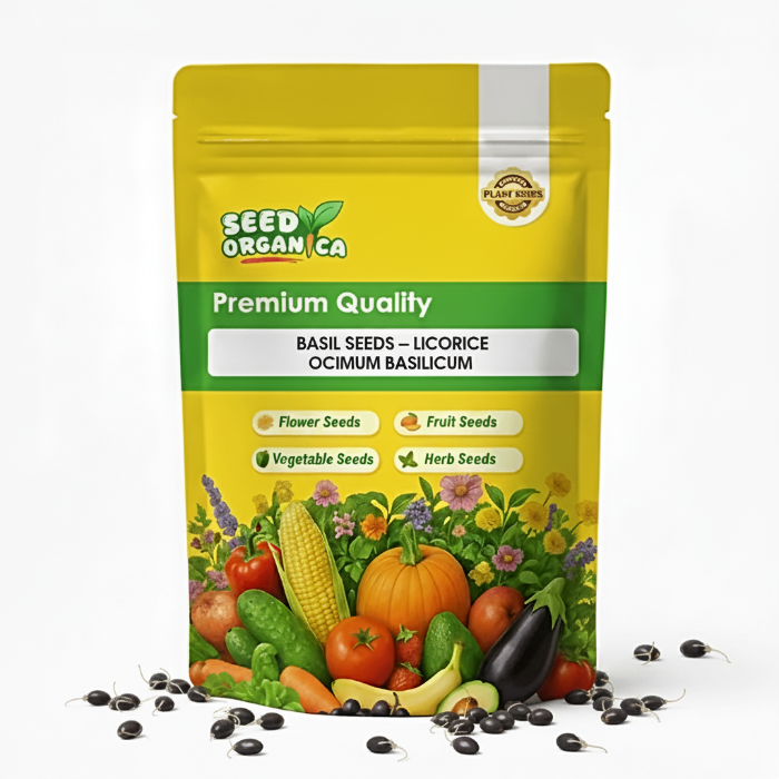 Basil Seeds – Licorice Ocimum Basilicum