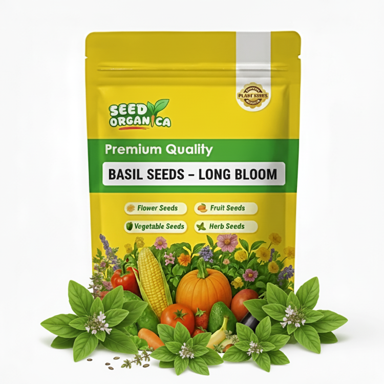 Basil Seeds – Long Bloom