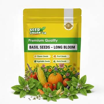 Basil Seeds – Long Bloom