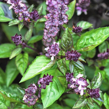 Basil Seeds – Long Bloom Season Heirloom