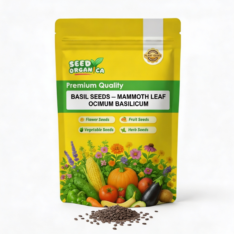 Basil Seeds – Mammoth Leaf Ocimum Basilicum