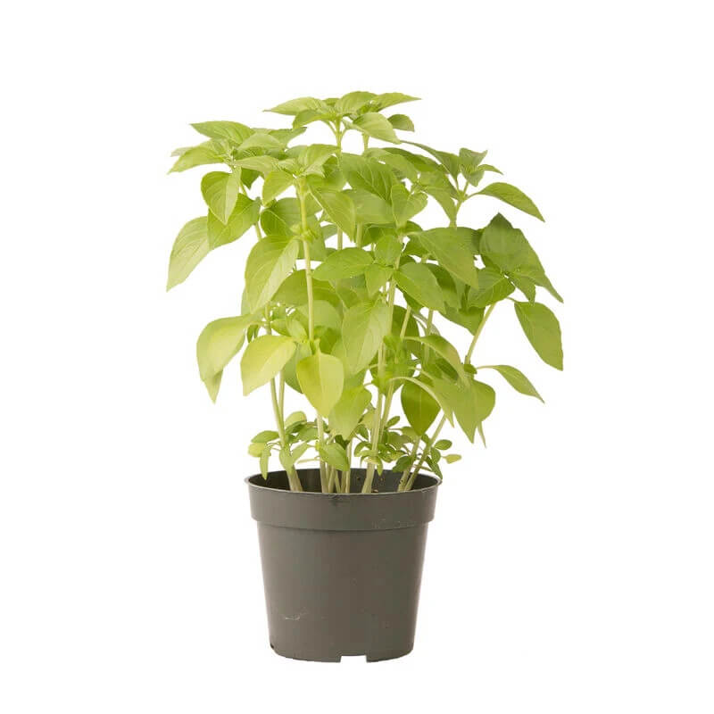 Basil Seeds – Mrs. Burns' Lemon