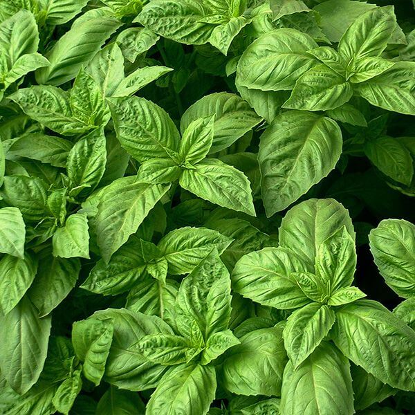 Basil Seeds – Nufar Ocimum Basilicum Organic