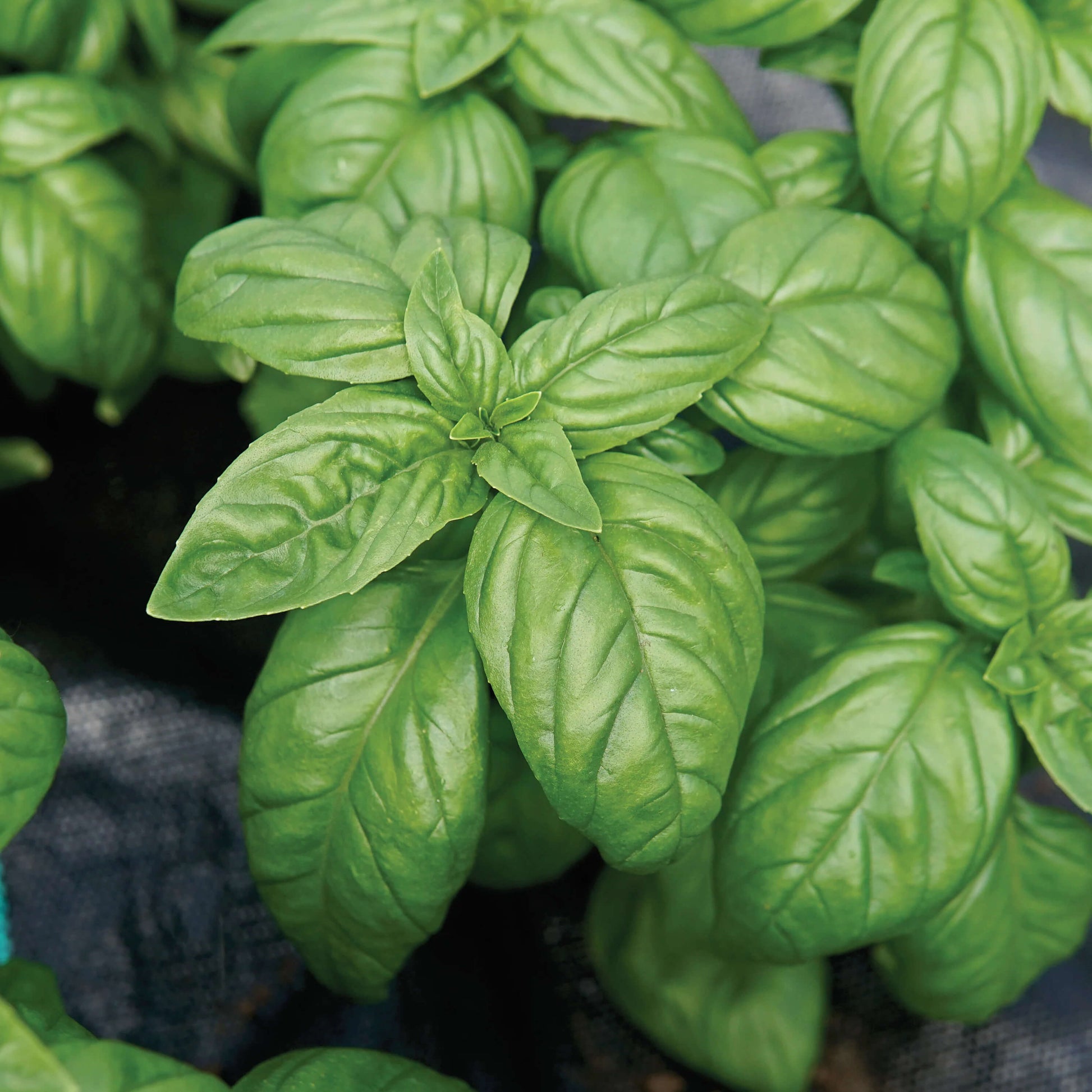 Basil Seeds – Piccolino
