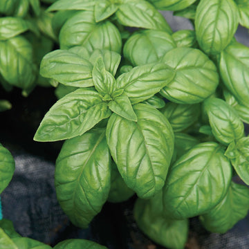 Basil Seeds – Piccolino
