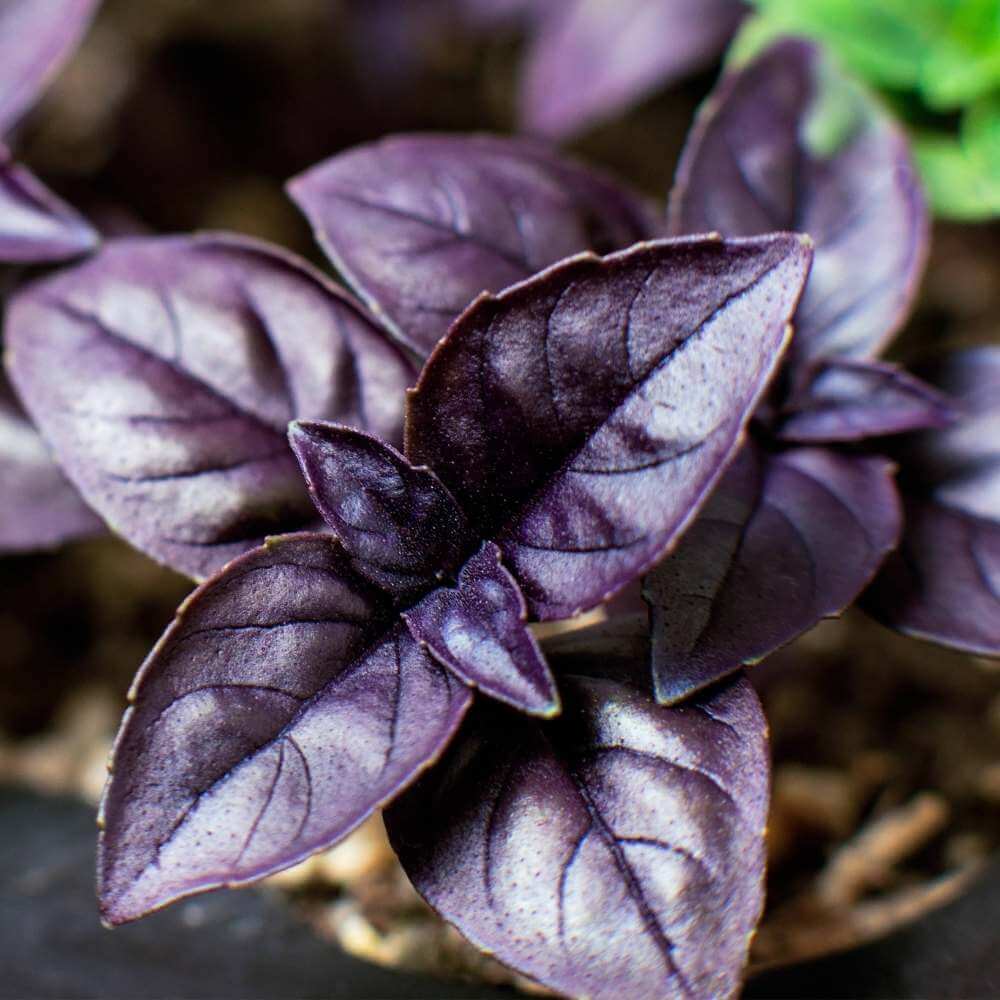 Basil Seeds – Purple