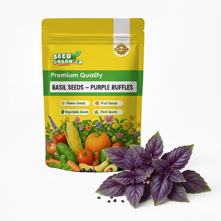 Basil Seeds – Purple Ruffles