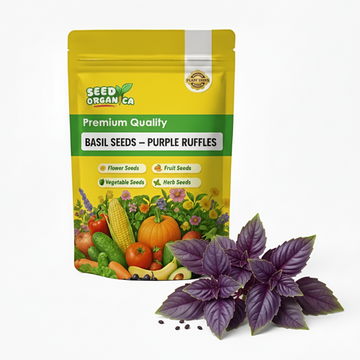 Basil Seeds – Purple Ruffles