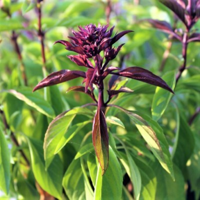 Basil Seeds – Siam Queen
