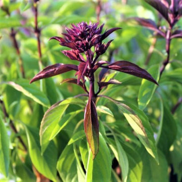 Basil Seeds – Siam Queen
