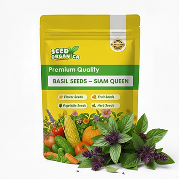 Basil Seeds – Siam Queen