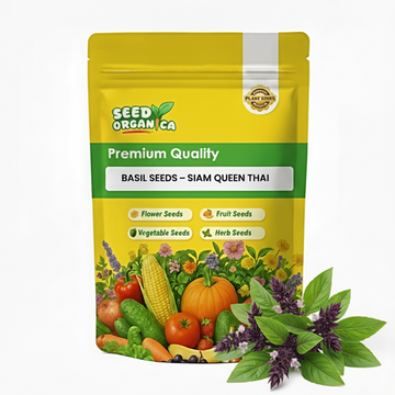 Basil Seeds – Siam Queen Thai