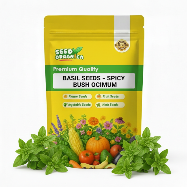 Basil Seeds – Spicy Bush Ocimum