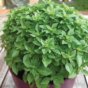 Basil Seeds – Spicy Bush Ocimum Basilicum