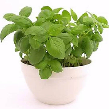 Basil Seeds – Sweet Genovese