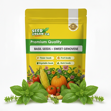 Basil Seeds – Sweet Genovese