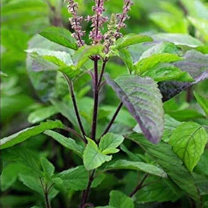 Basil Seeds – Tulsi (Holy Basil)