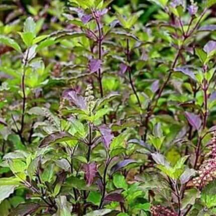 Basil Seeds – Tulsi Krishna