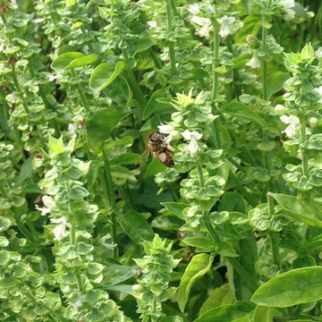 Basil Seeds – Tulsi Temperate