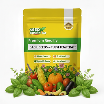 Basil Seeds – Tulsi Temperate