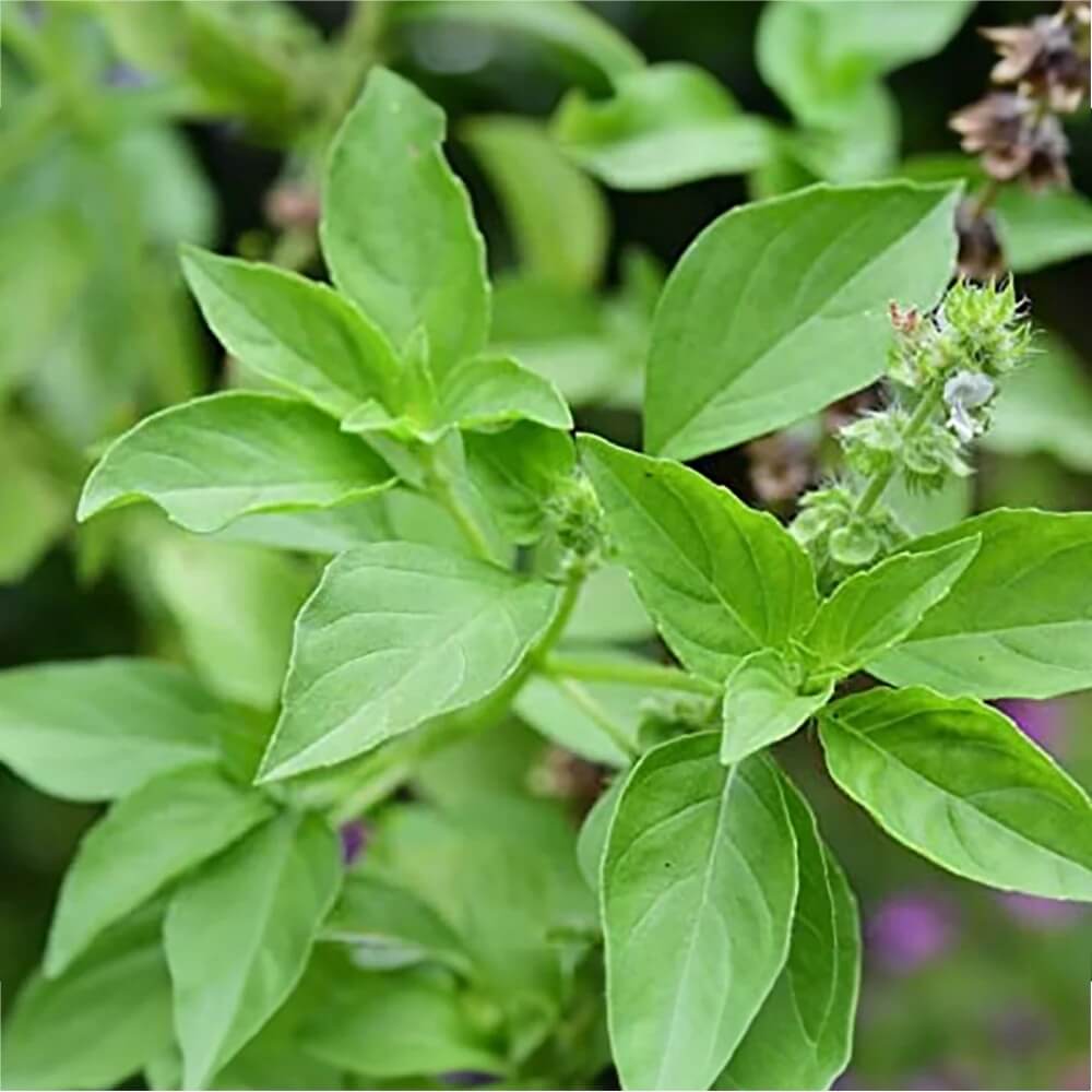 Basil Seeds – Tulsi Vana Ocimum Gratissimum