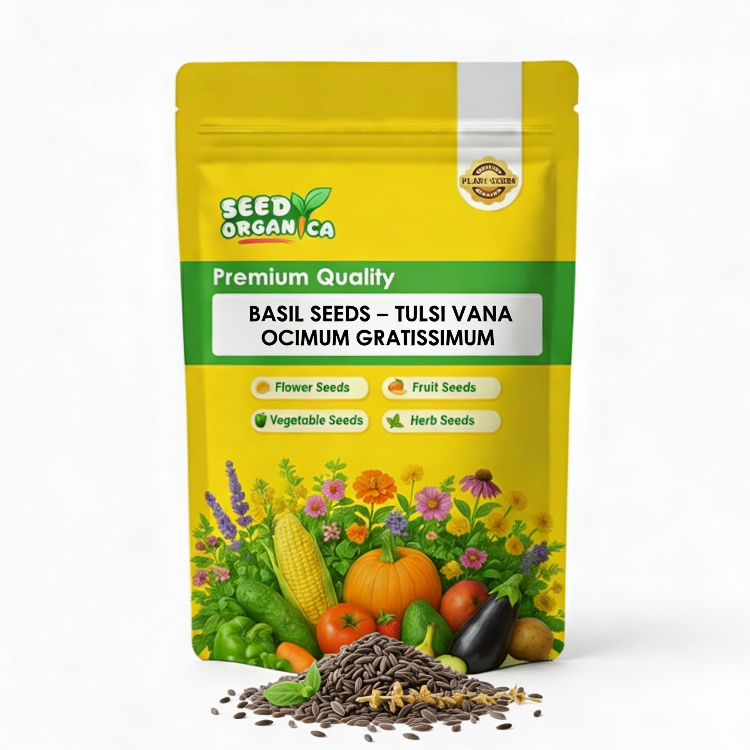 Basil Seeds – Tulsi Vana Ocimum Gratissimum